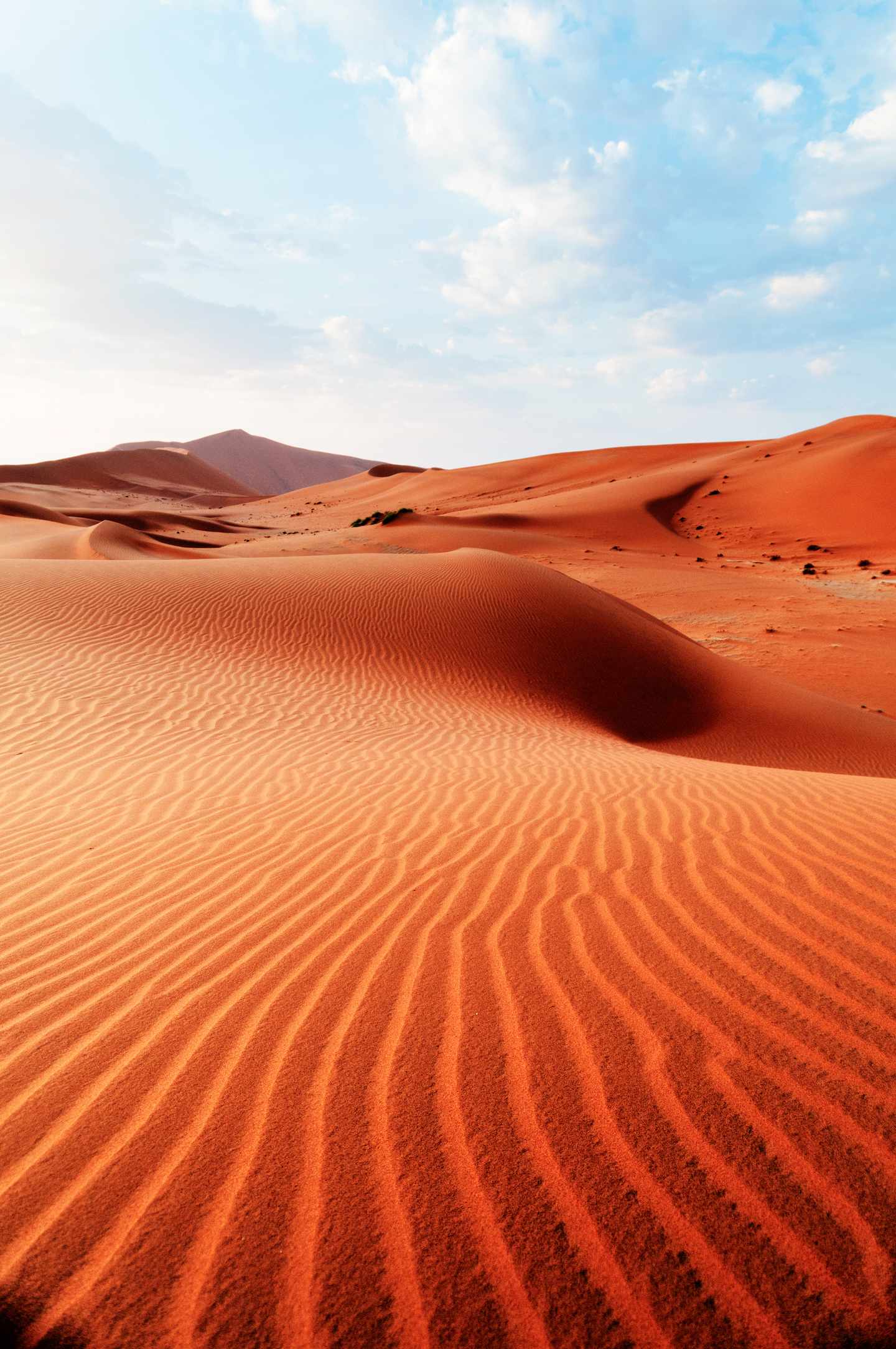 Rote Sanddünen mit feinen Windrippeln und geschwungenen Dünenkämmen im Sossusvlei in Namibia