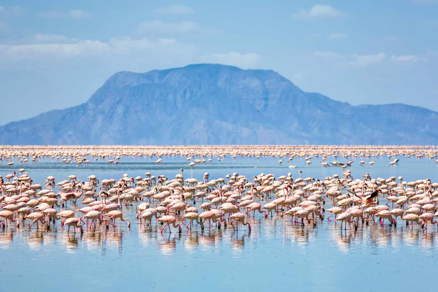 tansania-flamingos-lake-natron-mount-shompole-g-507076032.jpg