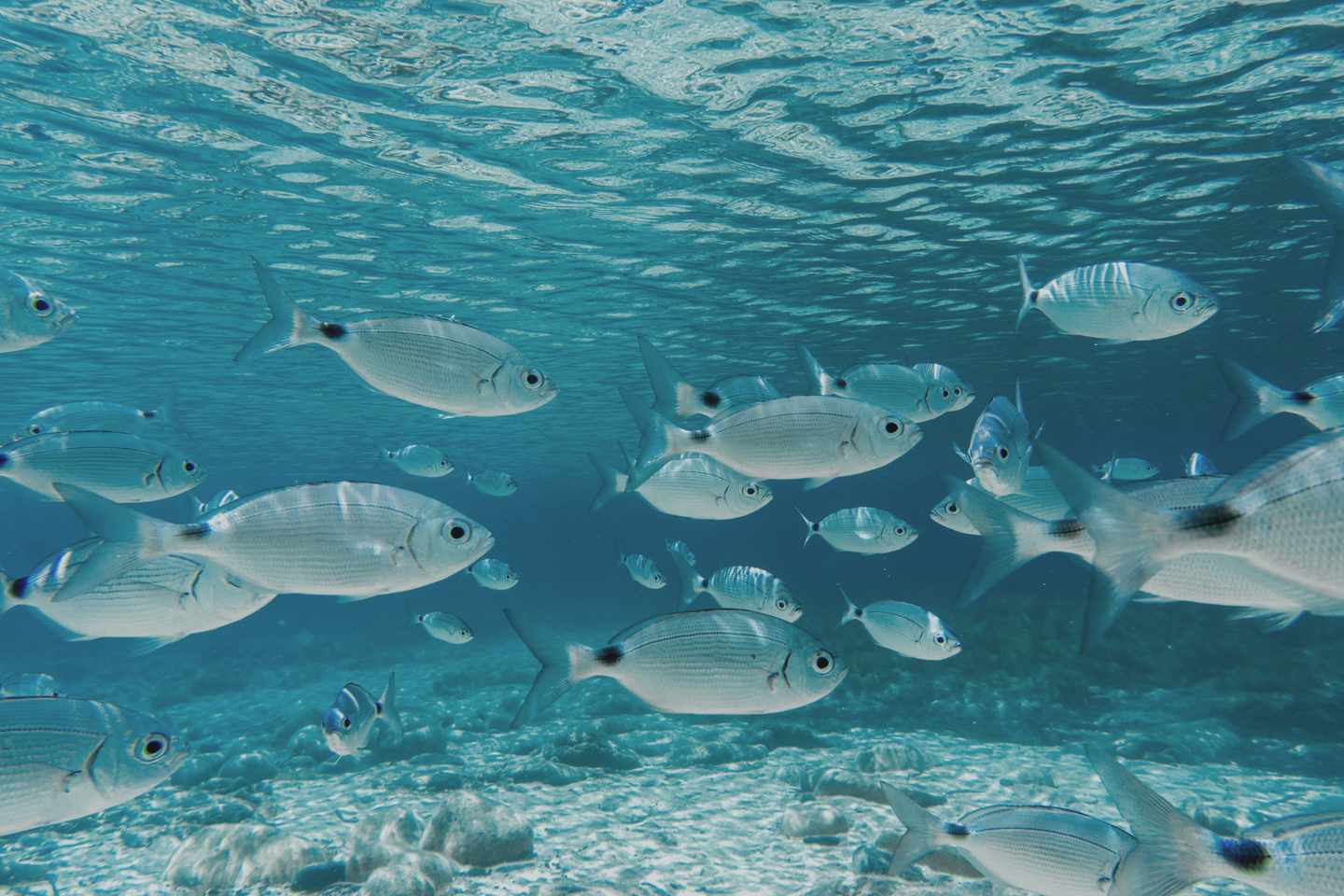 italien-sardinien-fischschwarm-unter-wasser-jahn-g-1399150052.jpg