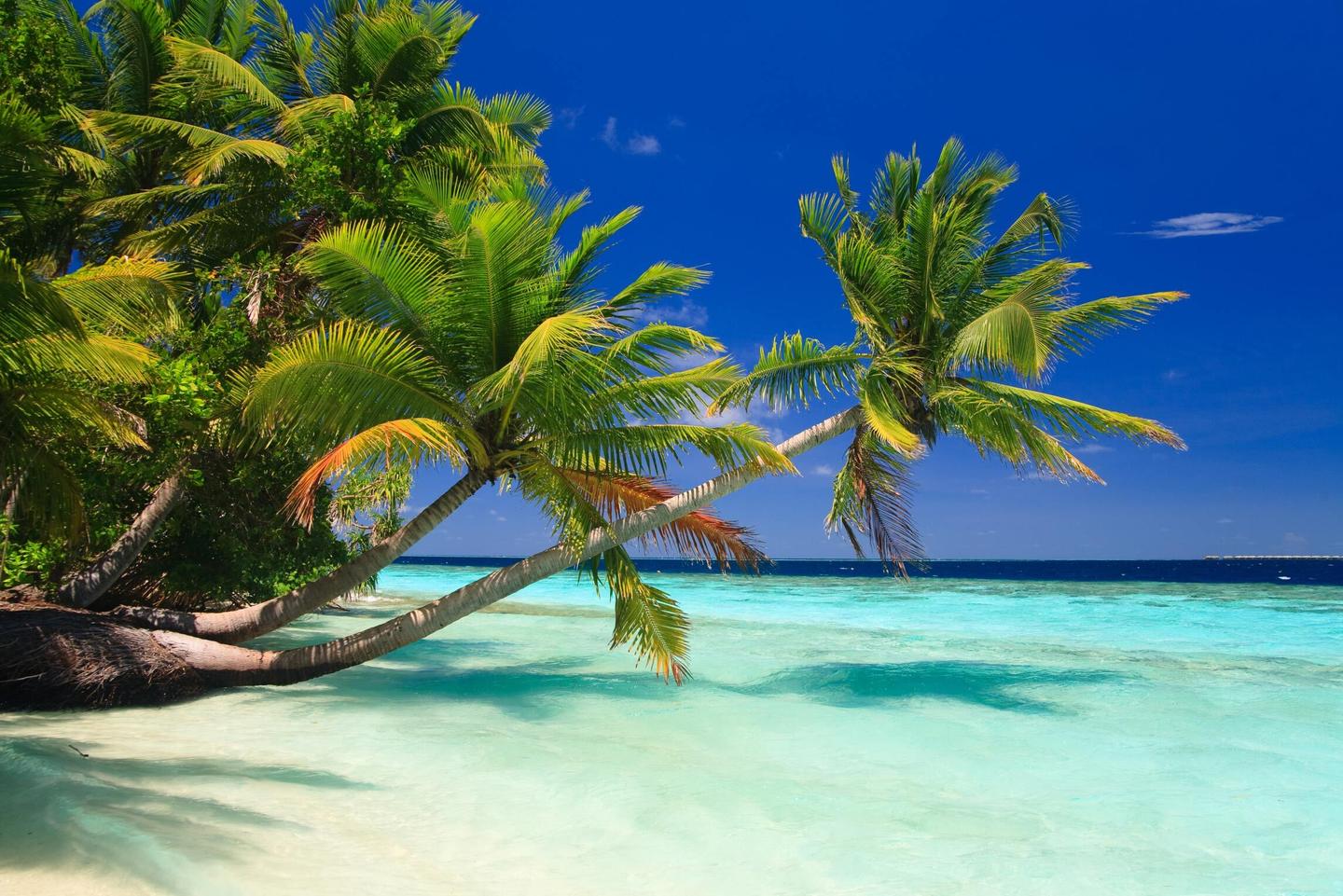 st-martin-strand-palme-t-101487924.jpg