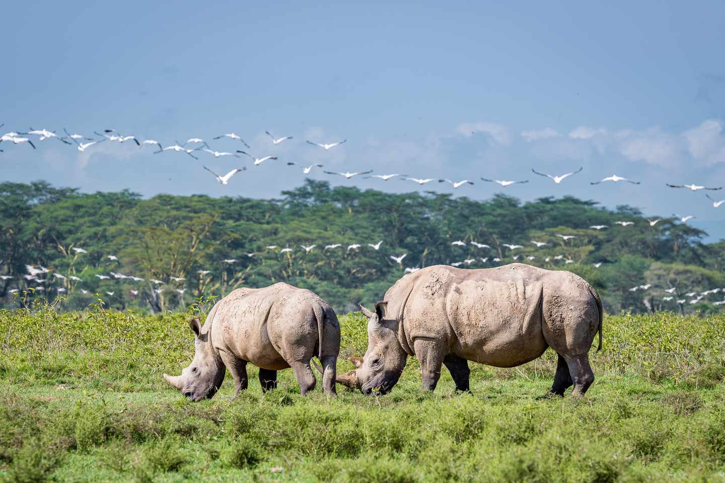 afrika-kenia-safari-nashoerner-g-1767248681.jpg