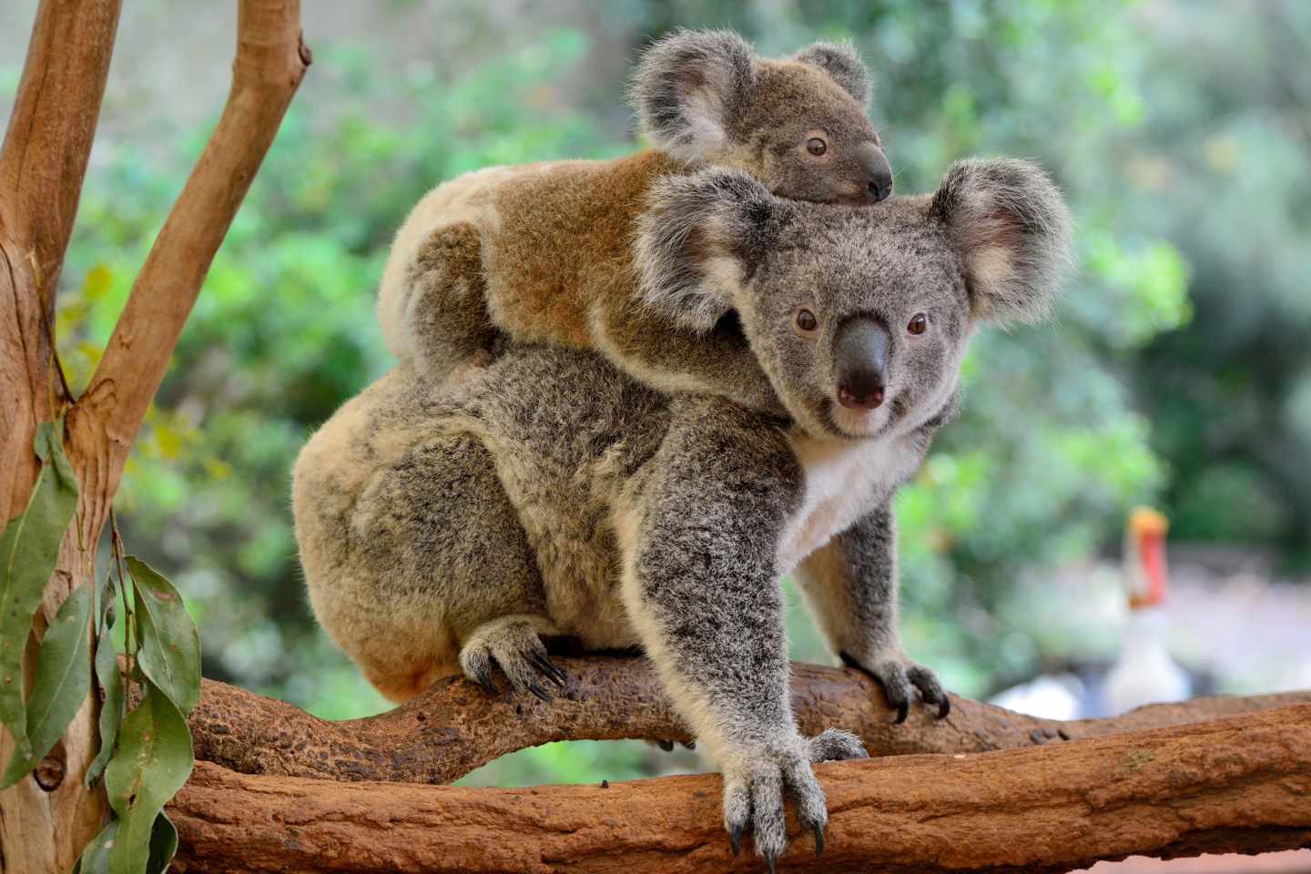 australien-daintree-regenwald-klein-g-1235223371.jpg