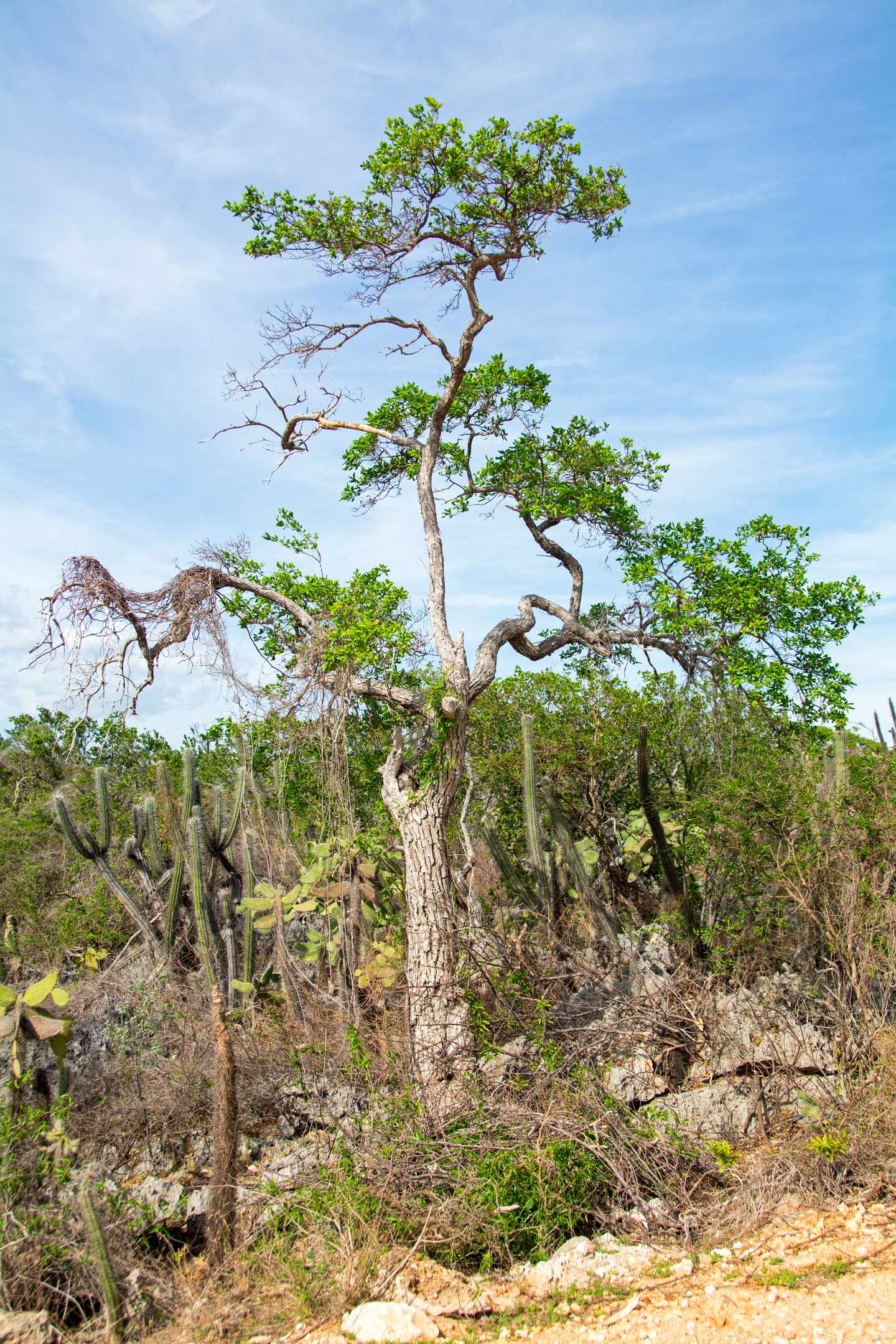 Bäume im Jaragua Nationalpark, Provinz Pedernales in der Dominikanischen Republik