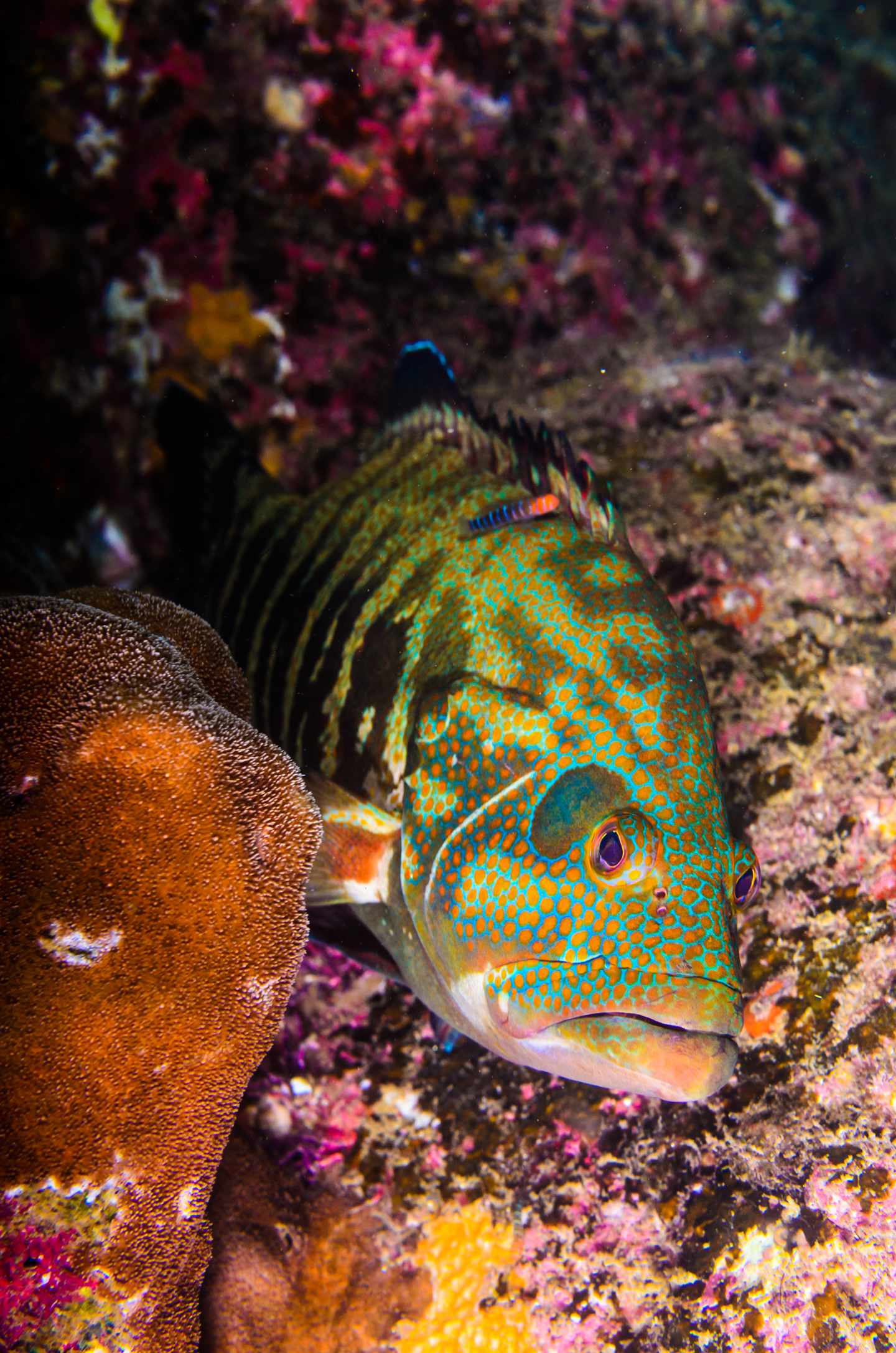 blt5e89fe381d72d3c6-mexiko-los-cabos-g-1056619136.jpg Los Cabos Sehenswürdigkeiten: Biodiversität
