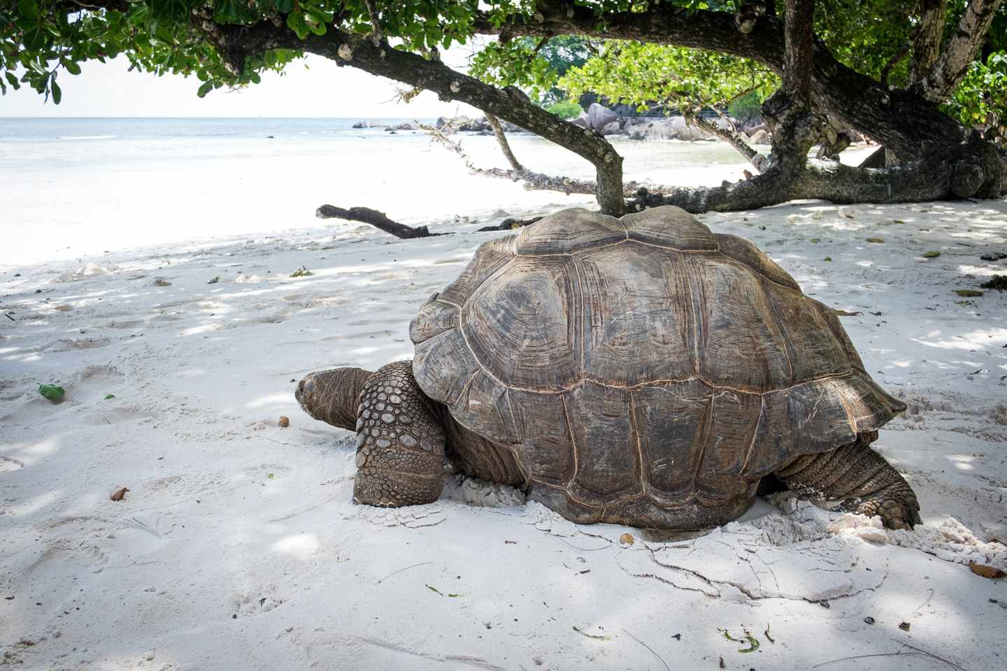 Ostafrika-Seychellen-Riesenschildkröte-g-1502190452.jpg