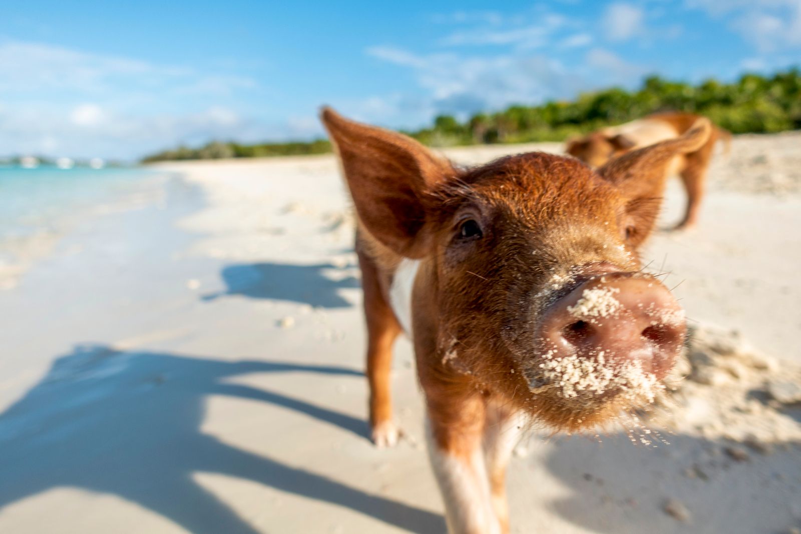 Schweinchen auf den Bahamas am Strand