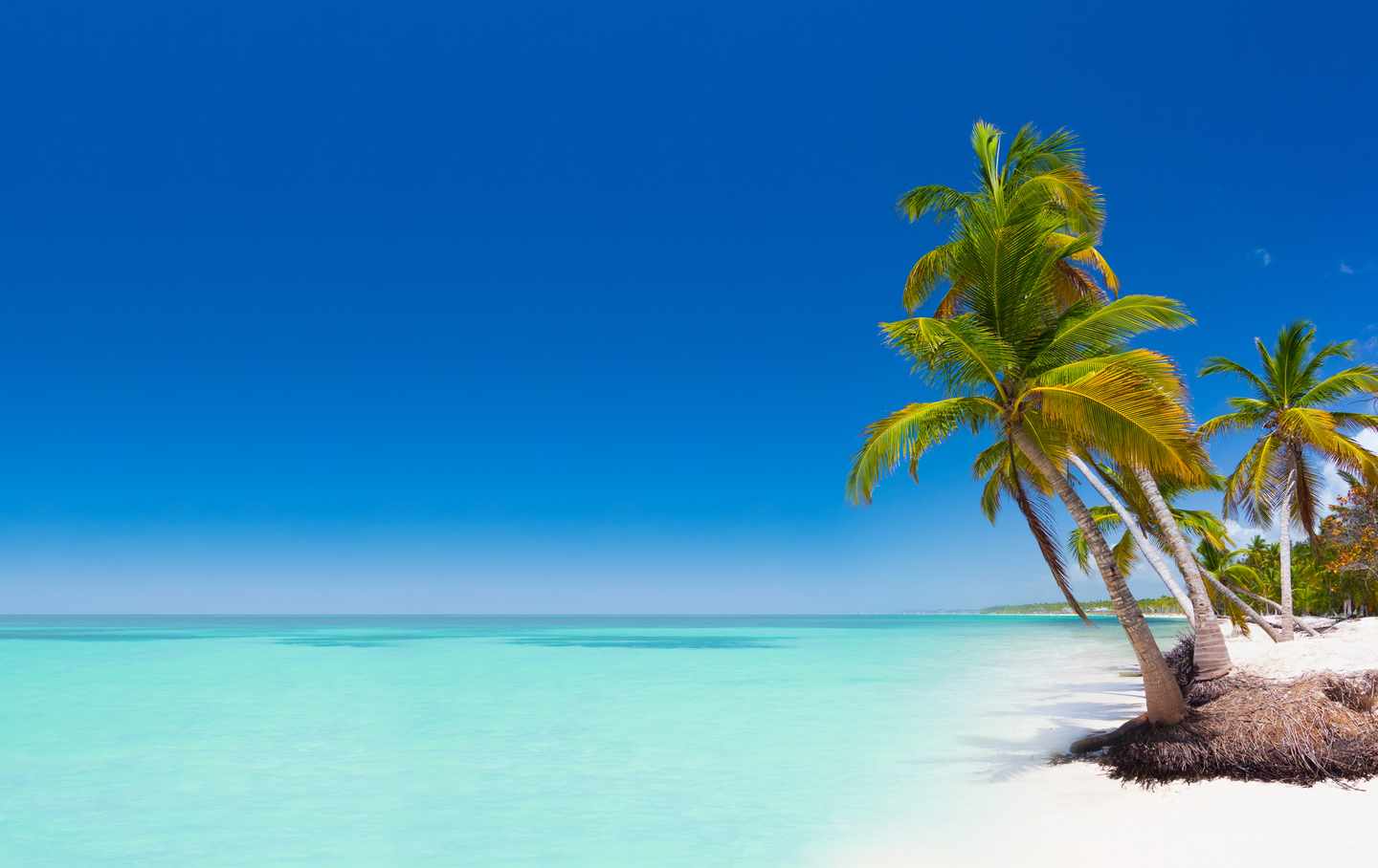 dominikanische-republik-strand-palme-meer-t-489426926.jpg