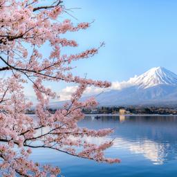 japan-mount-fuji-lake-kawaguchiko-kirschbluete-g-1060517676.jpg