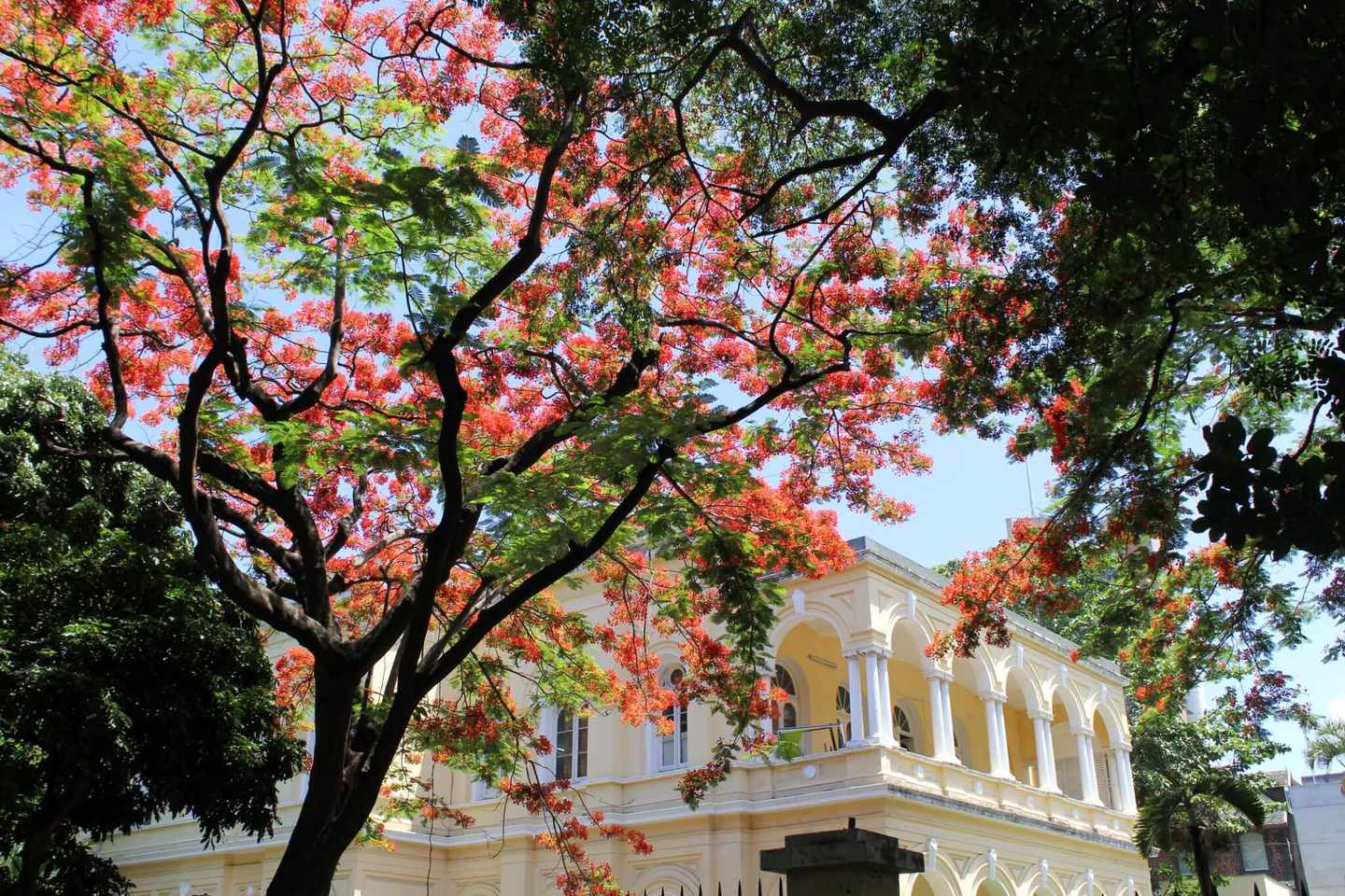 blta0af4bd401e623bd-mauritius-port-louis-g-530651277.jpg Kirschblüten vor einem Haus in Port Louis