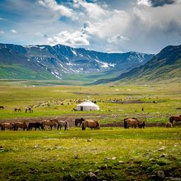 ausblick-mongolei-tiere-weide-g-1443170623.jpg