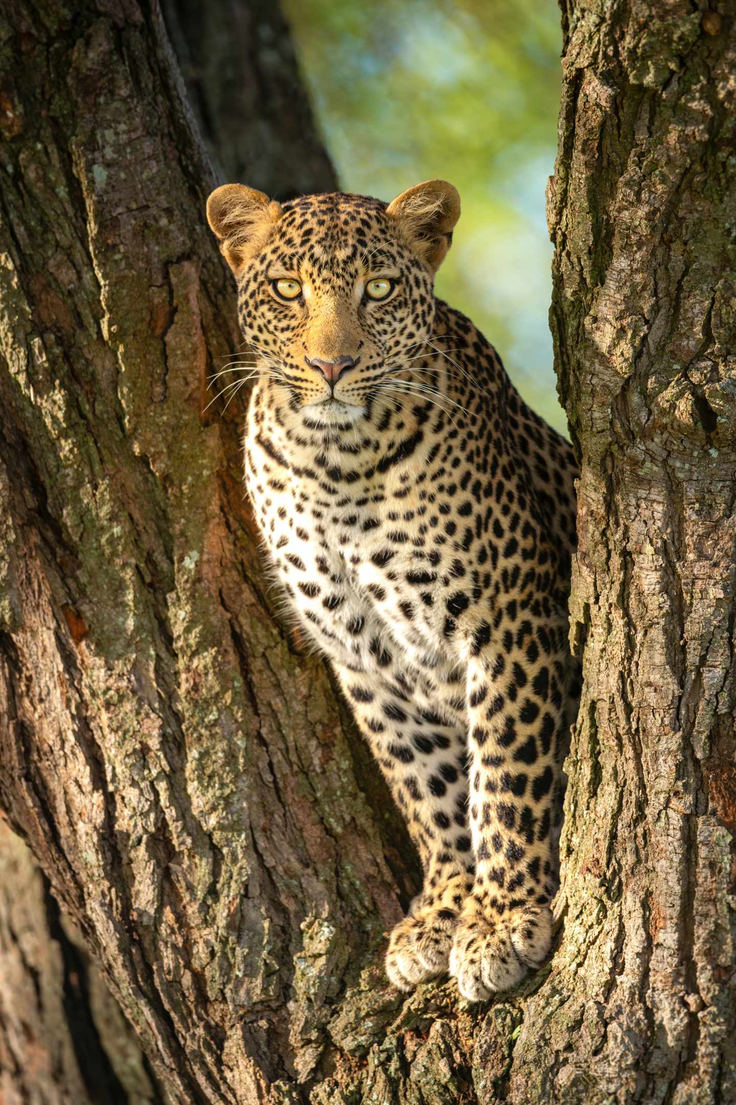 bltd66935e7aabb1460-afrika-leopard-big-five-g-2140515670.jpg Ein Leopard steht in einem Baum zwischen zwei Ästen