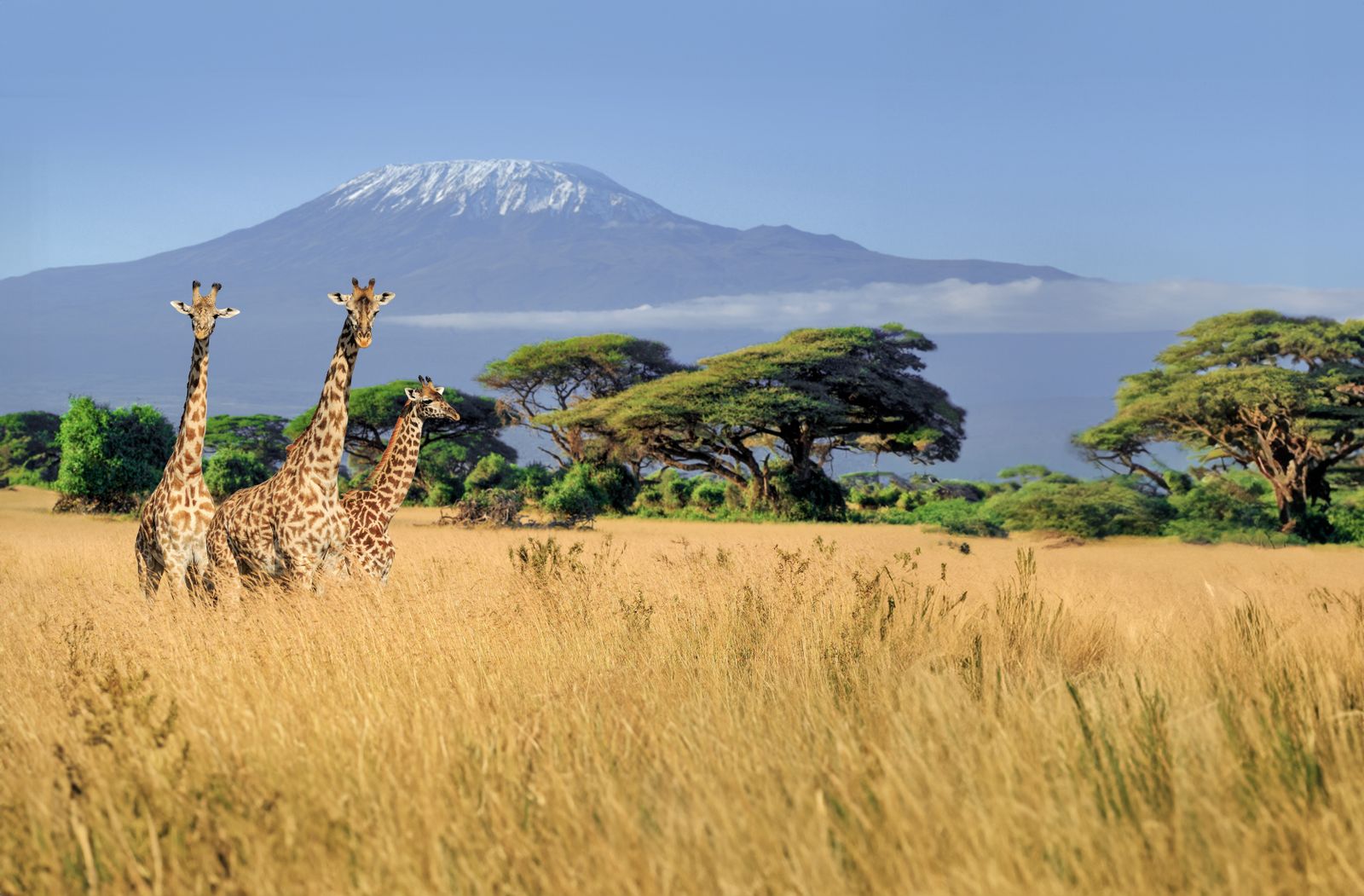 Giraffen vor dem Kilimandscharo auf Safari in Kenia