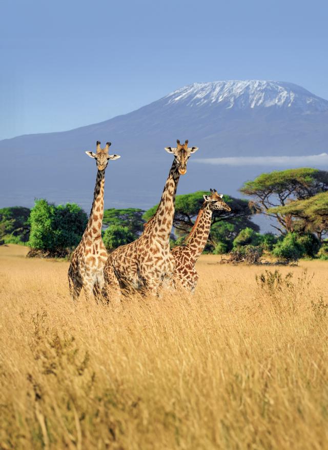 Zu den Angeboten Giraffen vor dem Kilimandscharo auf Safari in Kenia