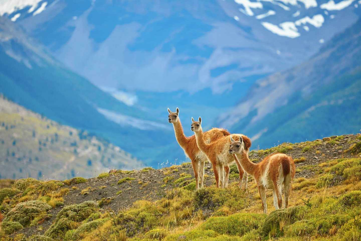 argentinien-patagonien-guanacoes-im-torres-del-paine-nationalpark-g-526060743.jpg