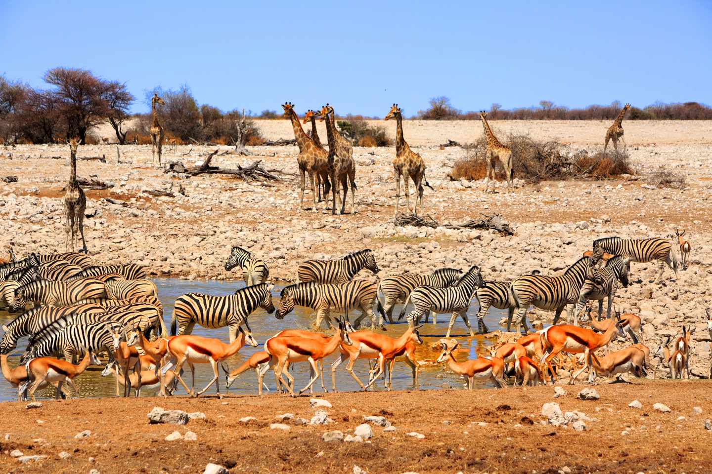 namibia-nationalpark-giraffen-g-609913598.jpg
