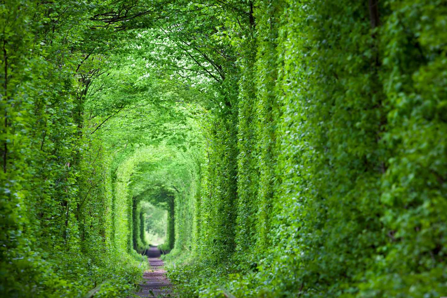 ukraine-tunnel-der-liebe-g-539841430.jpg