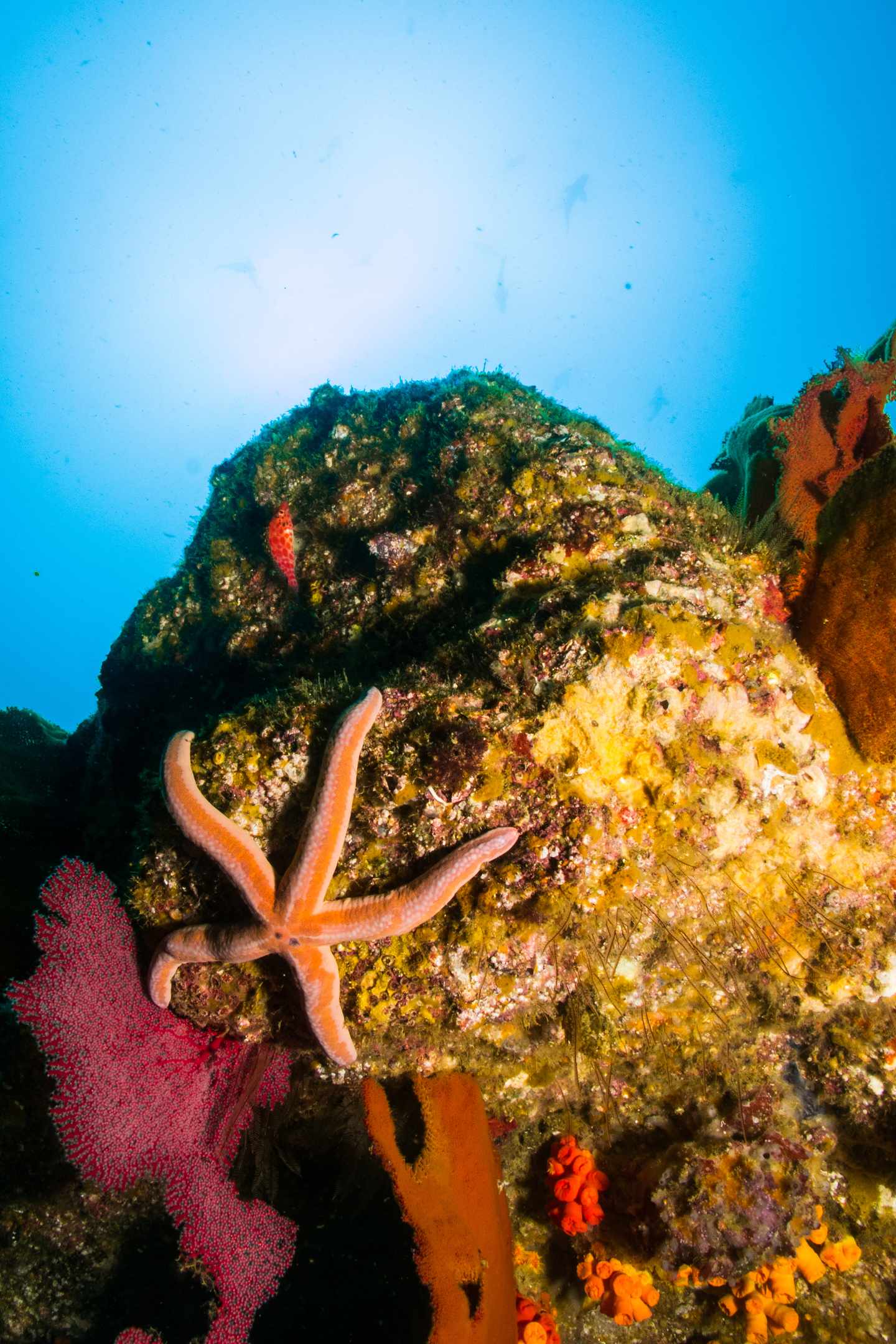 blt5a2f7a3188ff0092-mexiko-los-cabos-g-.jpg Los Cabos Sehenswürdigkeiten: Biodiversität