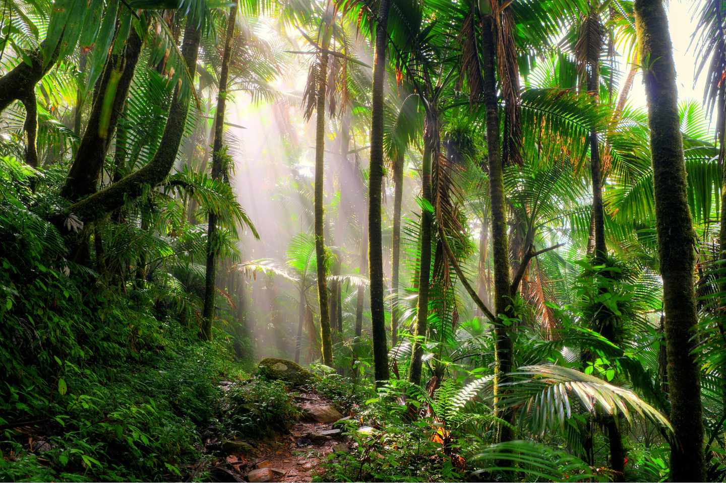puerto-rico-el-yunque-nationalpark-klein-g-535499464.jpg
