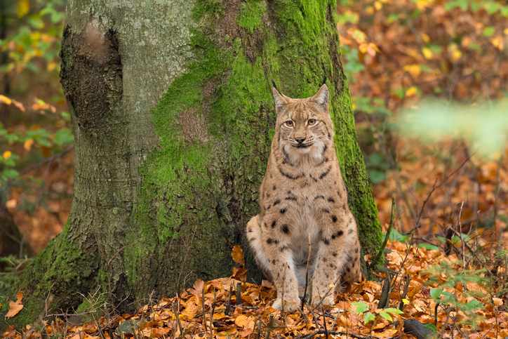 wanderurlaub-bayern-luchs-g-521709281.jpg