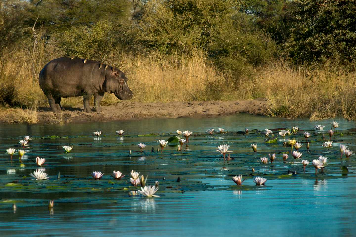 namibia-hippo-vögeln-fluss-g-491146340.jpg