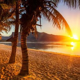 mauritius-sonnenuntergang-palmen-t-516140934.jpg