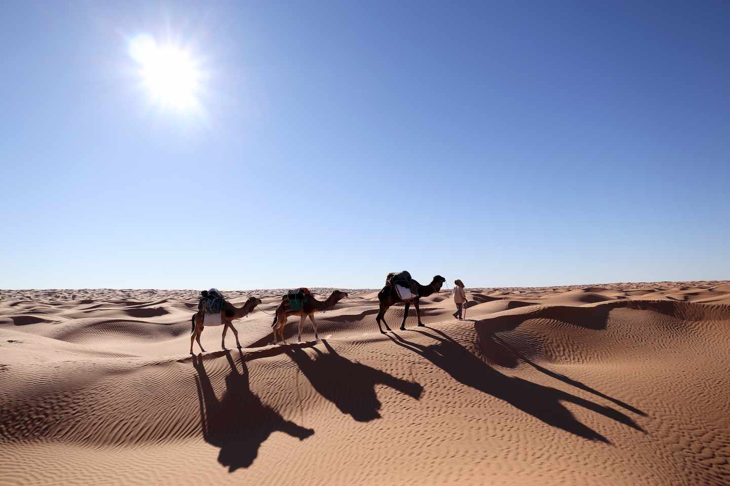 Djerba Urlaub: Karawane durchquert die Sahara unter der prallen Sonne
