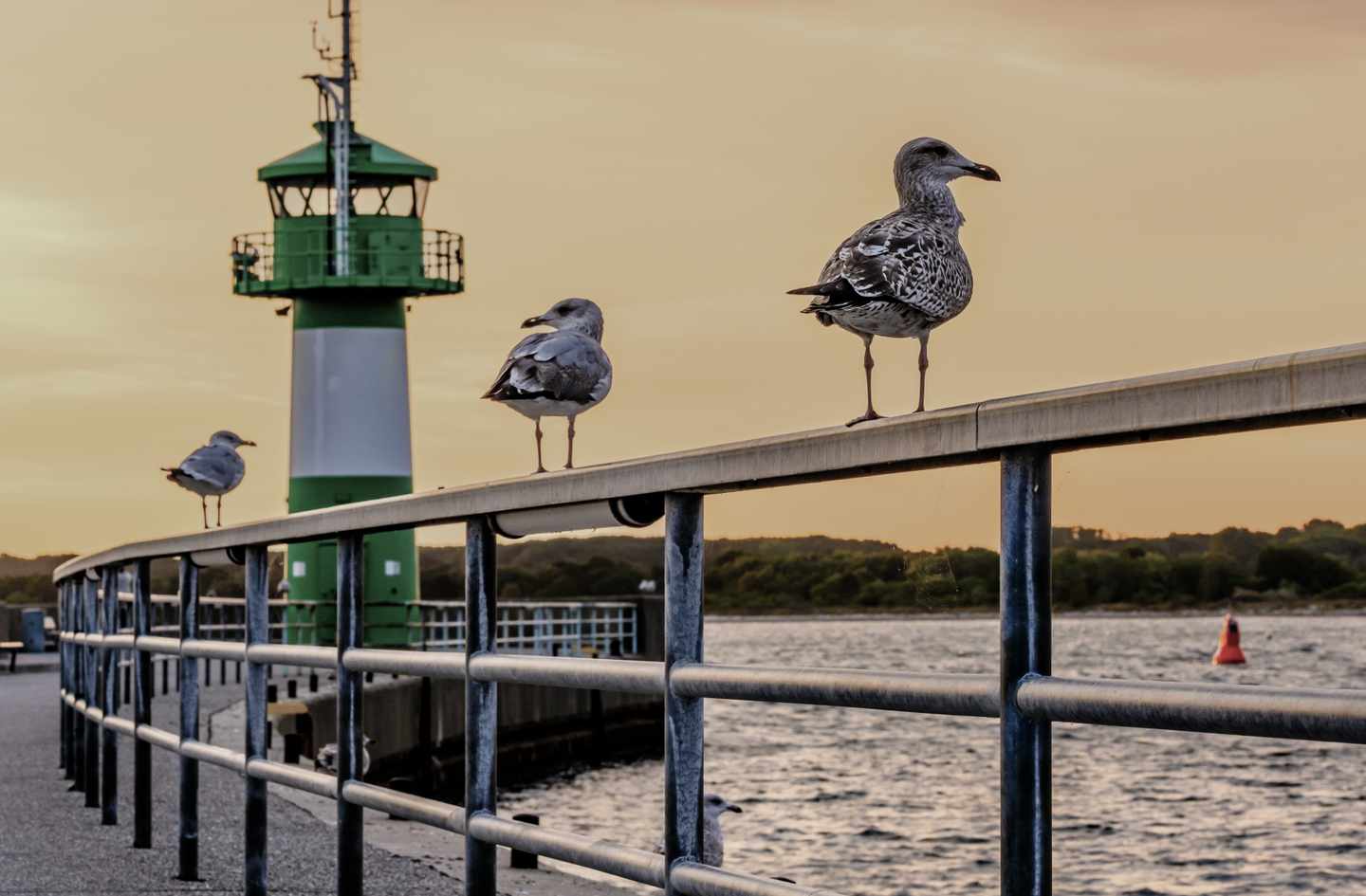 deutschland-schleswig-holstein-travemuende-leuchtturm-moewen-g-1424362407.jpg