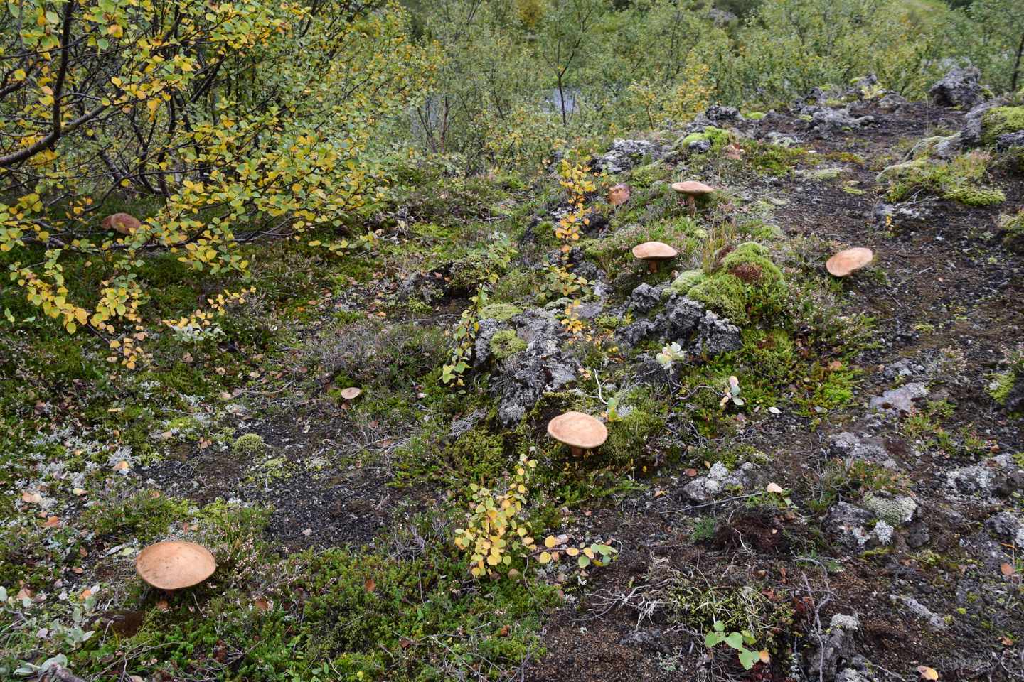 bltab5f58b2cf05dc42-island-hochland-pilze-i-lena-herrmann.JPG Blick auf Pilze im Hochland von Island