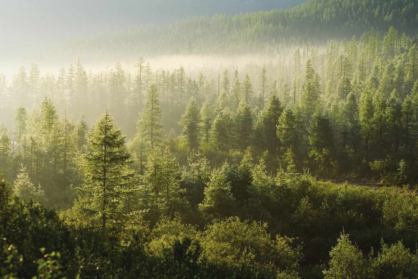 wald von der aufgehenden sonne beleuchtet-g-157439341.jpeg