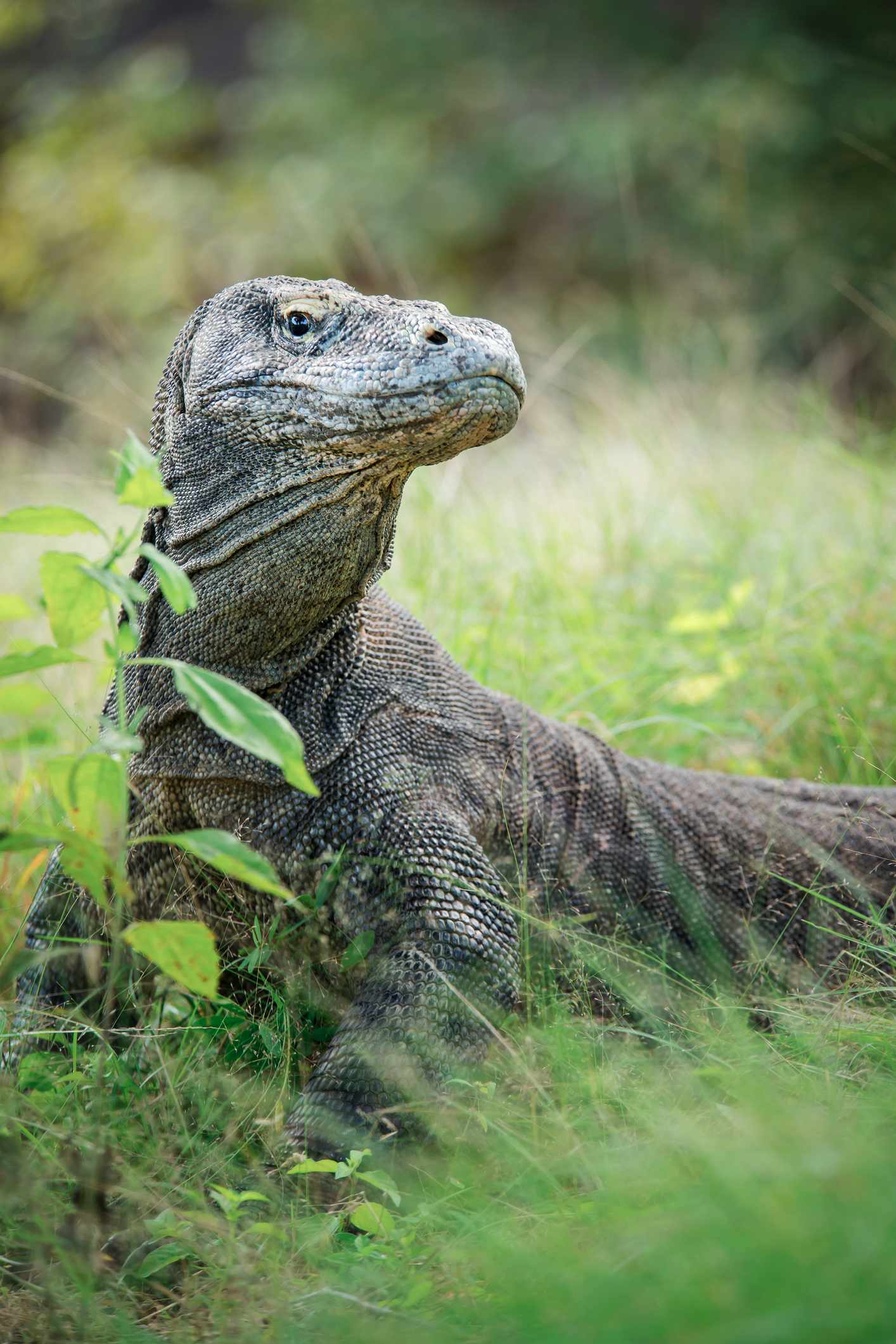 Komodowaran