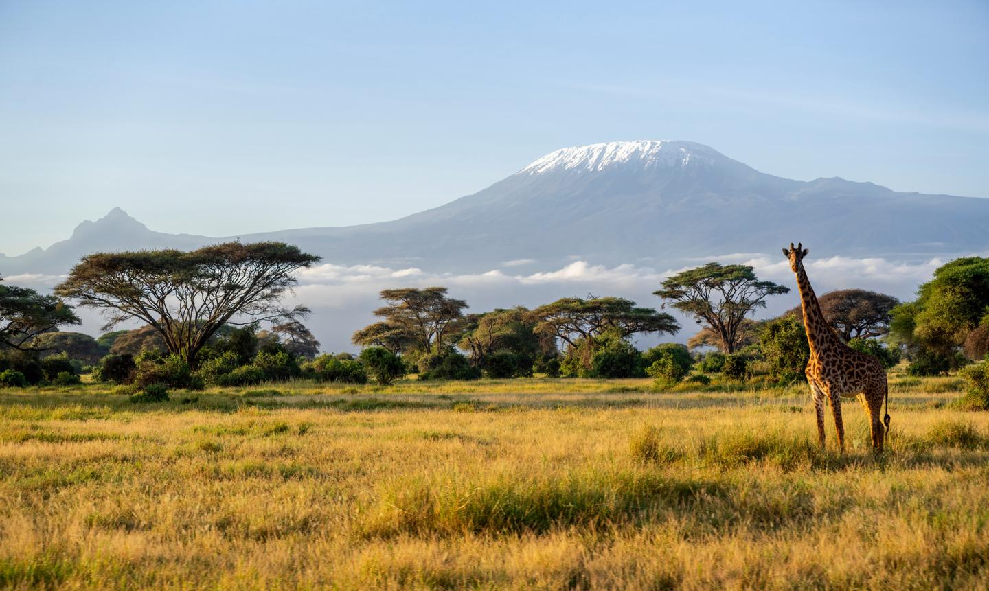 afrika-giraffe-vor-kilimandscharo-2081174110.jpg