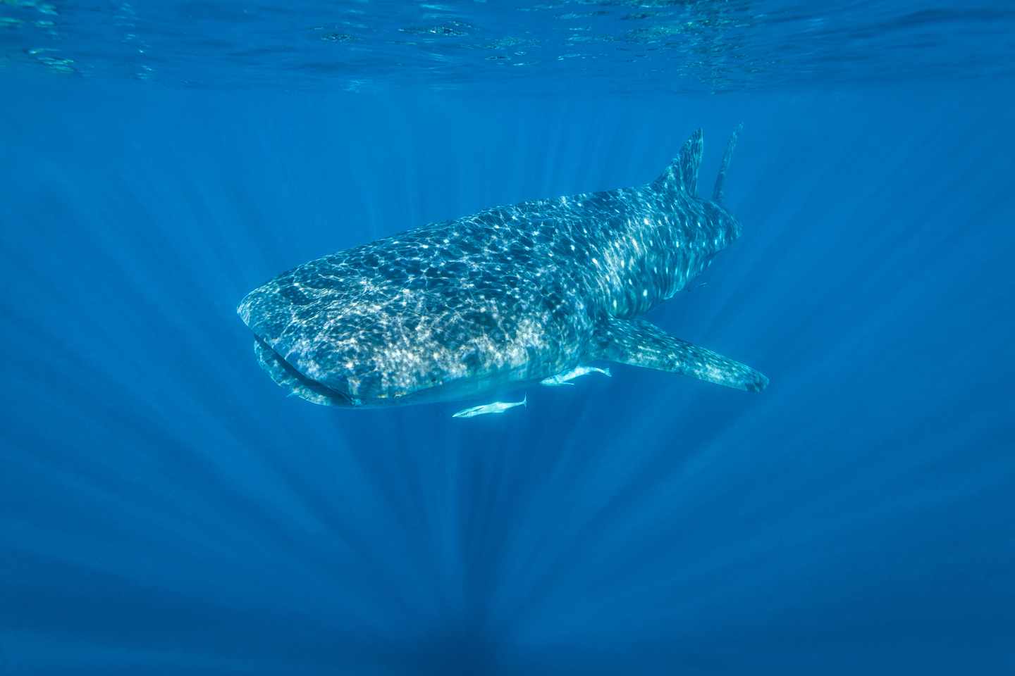australien-ningaloo-riff-walhai-t-530951275.jpg