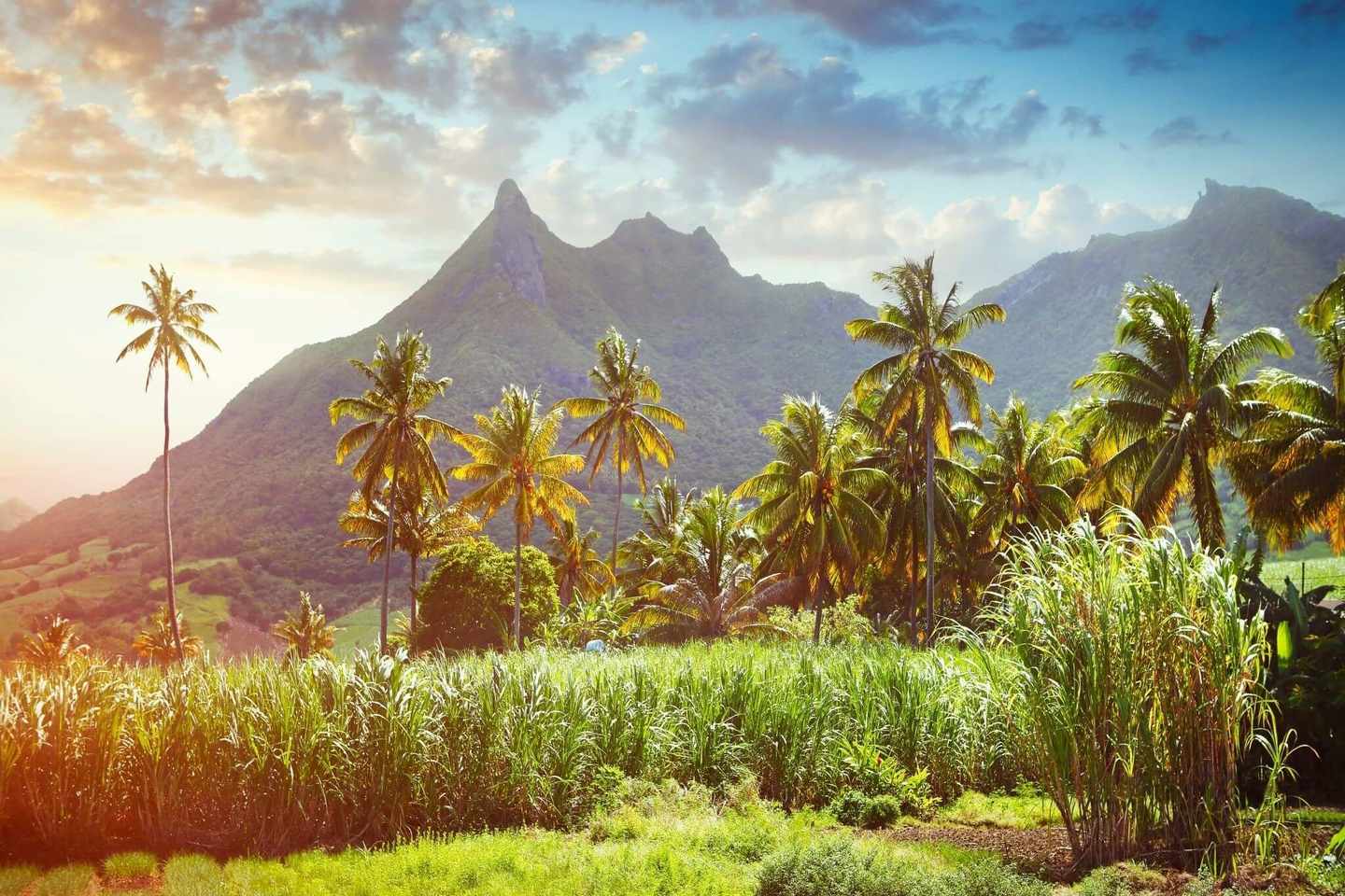 blt001990d96d3dbcc2-mauritius-berge-zuckerrohr-g-958345252__2_.jpg Ein grünes Zuckerrohrfeld auf Mauritius