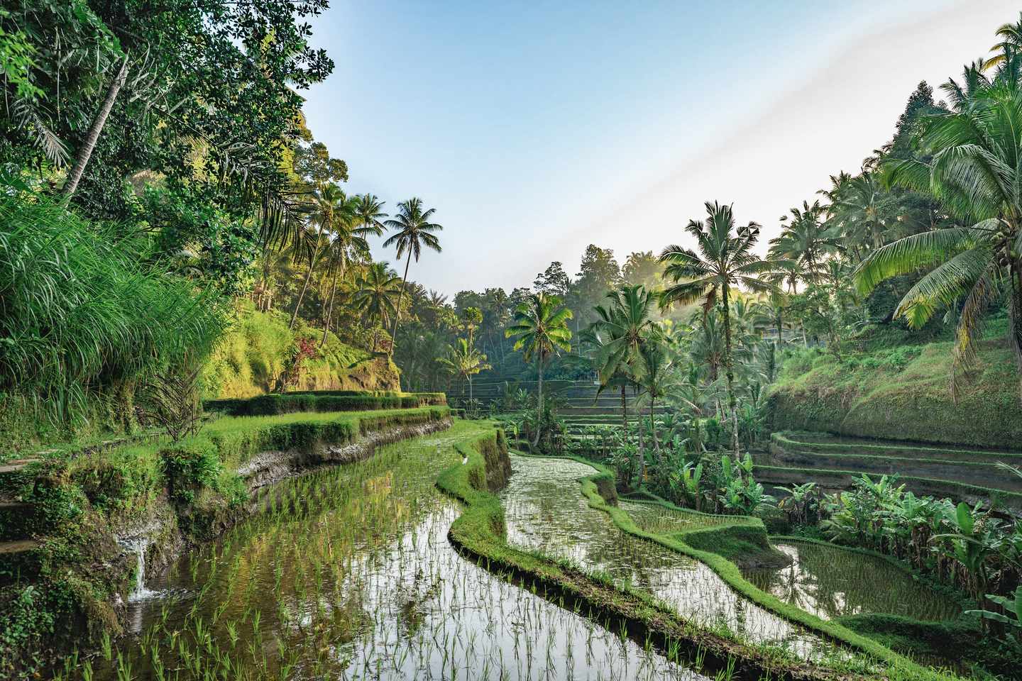 indonesien-bali-reisterassen-tegalalang-g-1469116195.jpg