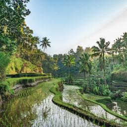 indonesien-bali-reisterassen-tegalalang-g-1469116195.jpg