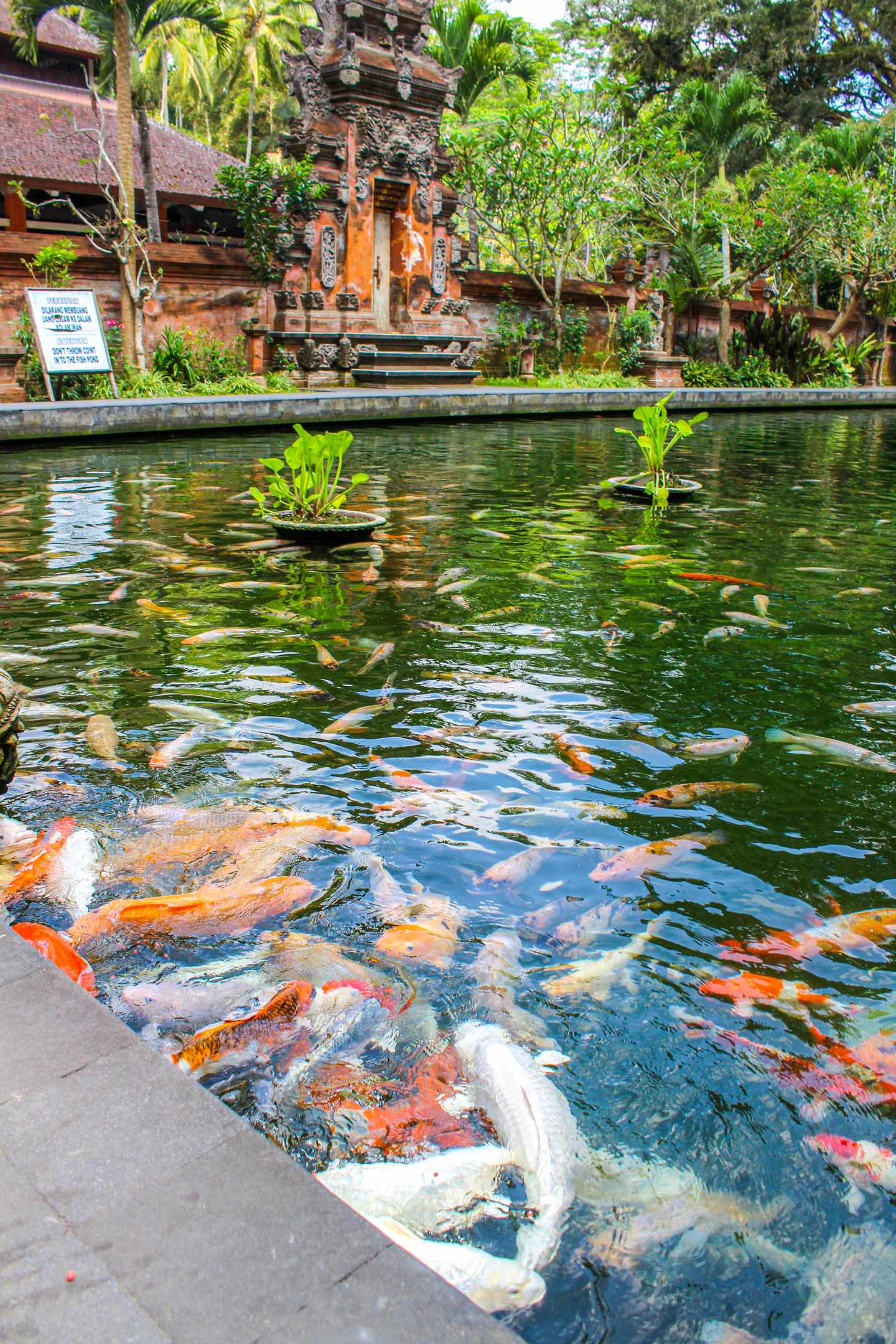 GettyImages-1264540568.jpg Koi Karpfen im Teich im Tirta-Empul-Tempel Bali