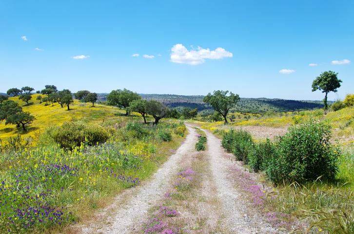 portugal-alentejo-blumen-g-527212916.jpg