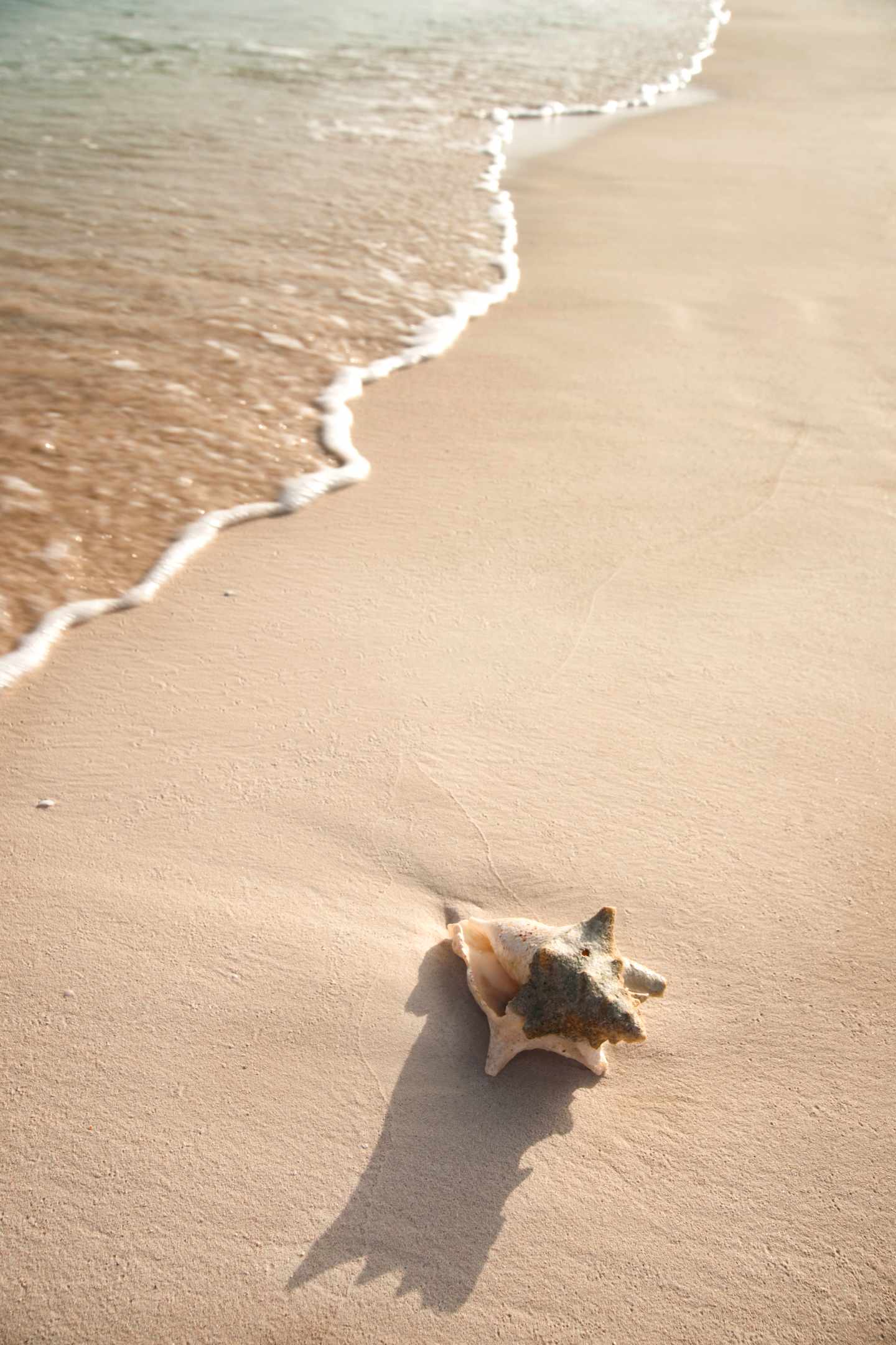caicosinseln-muschel-strand-g-1297909120.jpg Muschelschale am Grace Bay Beach, Caicosinseln.