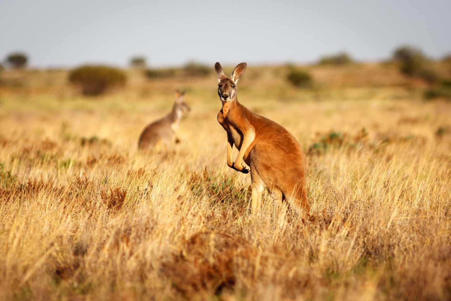 australien-kanguruh-g-595153368.jpg
