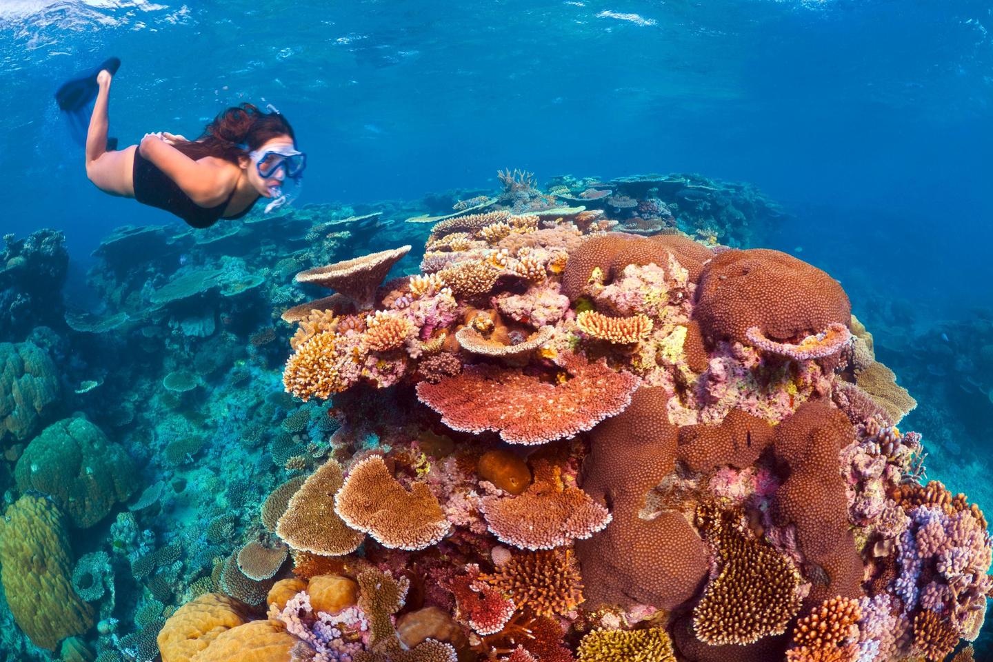 australien-great-barrier-reef-taucherin-p-A46577.jpg
