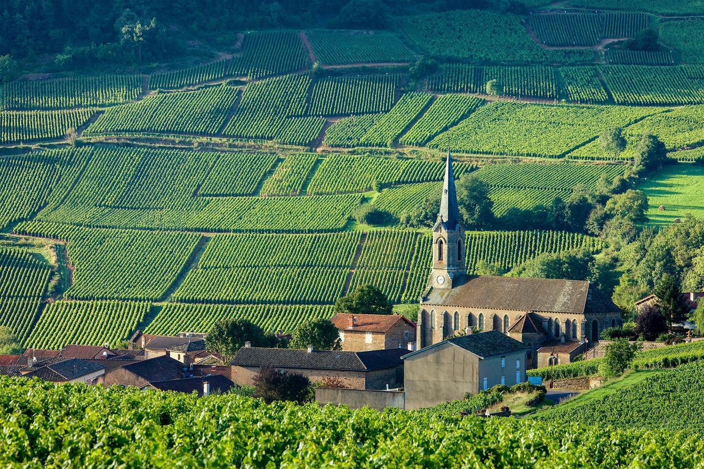 europa-frankreich-burgund-weinberg-p-W93959.jpg
