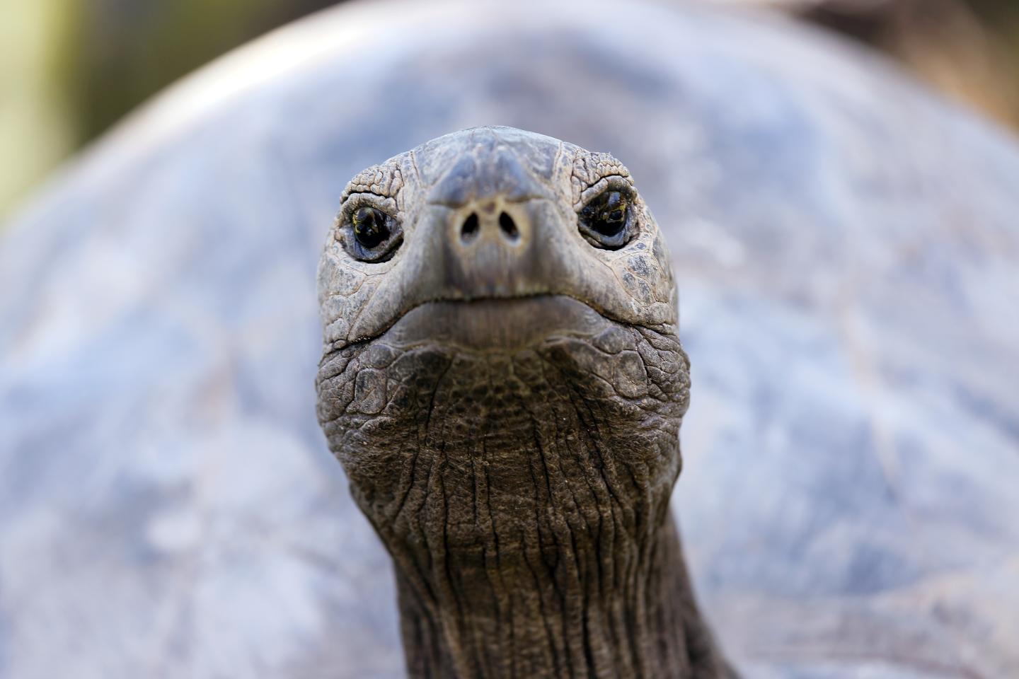 seychellen-riesenschildkroete-nahaufnahme-g-481109487.jpg