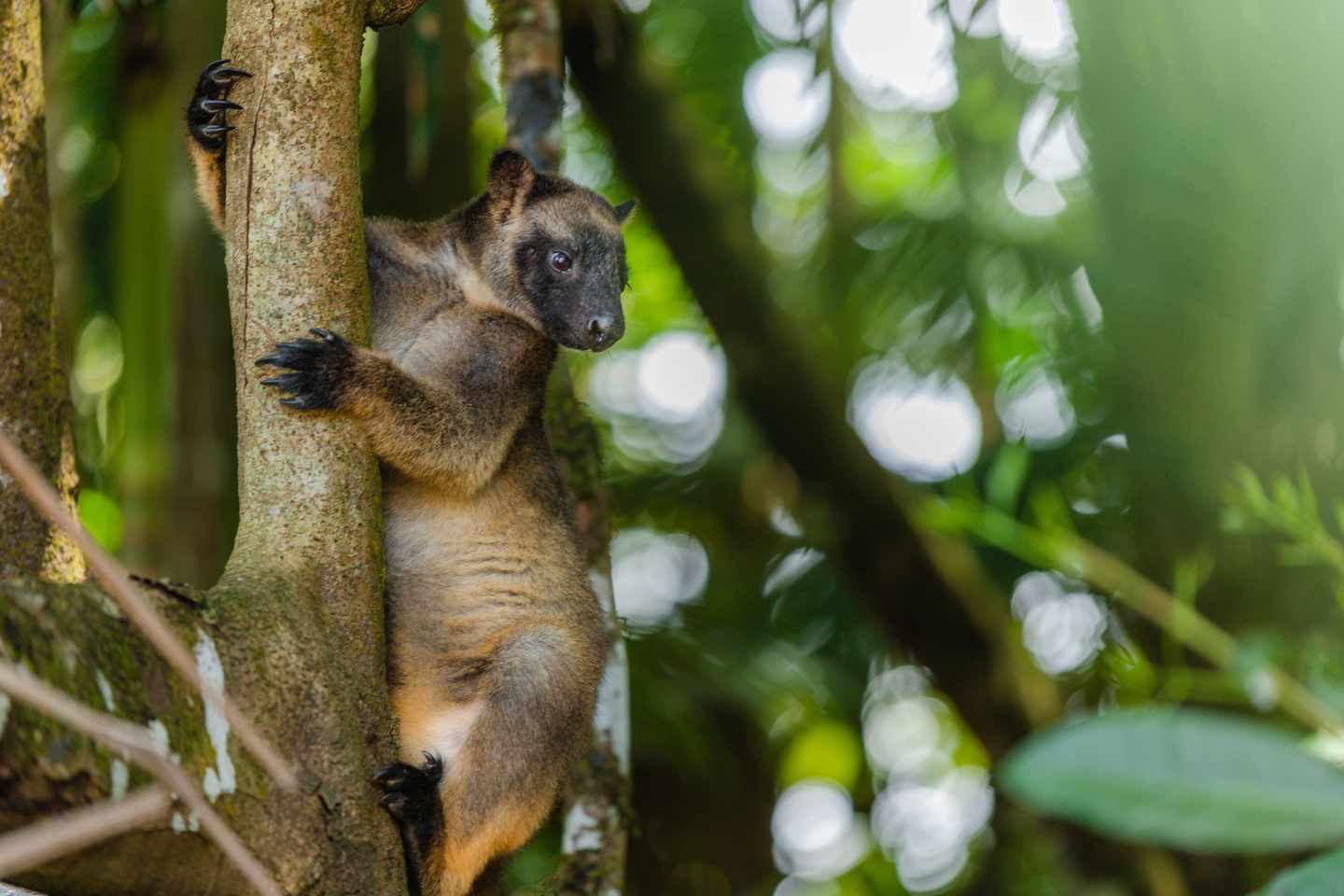 australien-tropical-north-queensland-p-Lumholtz's Tree Kangaroo at Nerada Tea Plantation.jpg