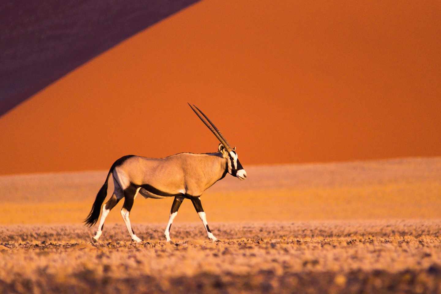 namibia-oryxantilope-sossusvlei-t-530400845.jpg