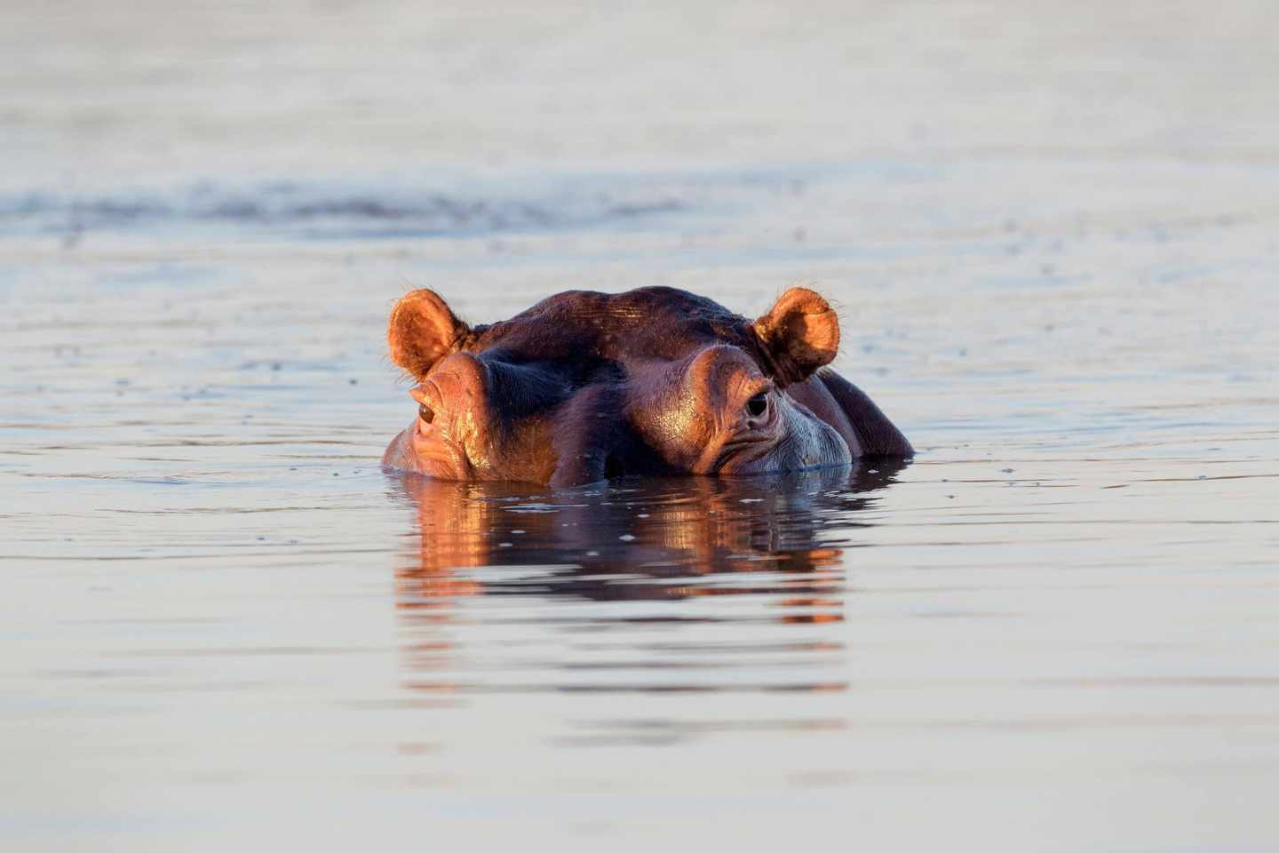 suedafrika-flusspferd-g-1328135687.jpg