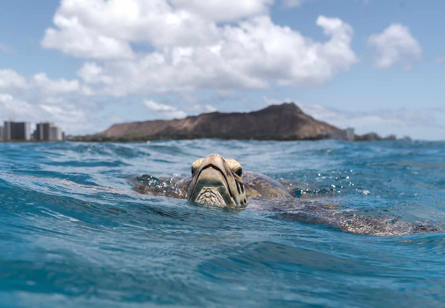 usa-hawaii-waikiki-schildkroete-g-854363580.jpg