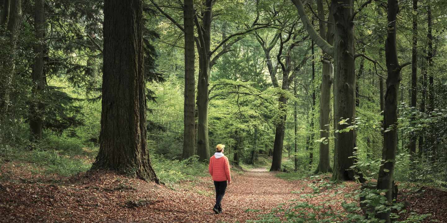 deutschland-waldbaden-man-spaziert-im-wald-g-2195841688.jpg