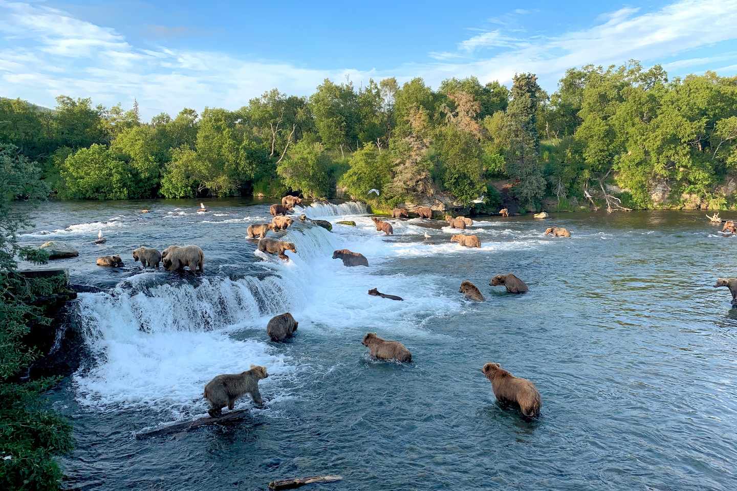 usa-alaska-katmai-natonalpark-braunbären-jagen-fisch-g-1330744831.jpg