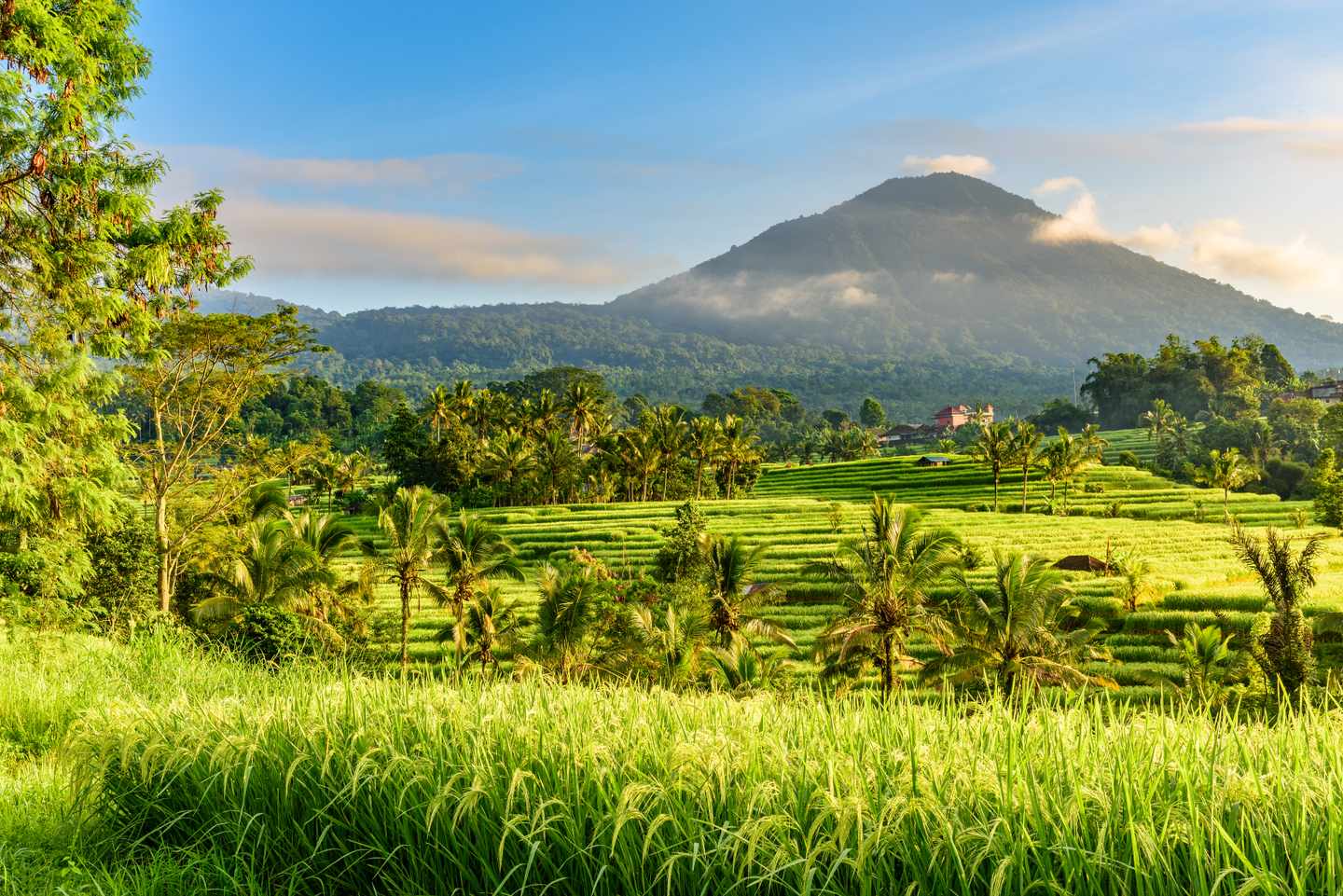 Indonesien-Bali-Jatiluwih-Reisterrassen-g-1368052505.jpg