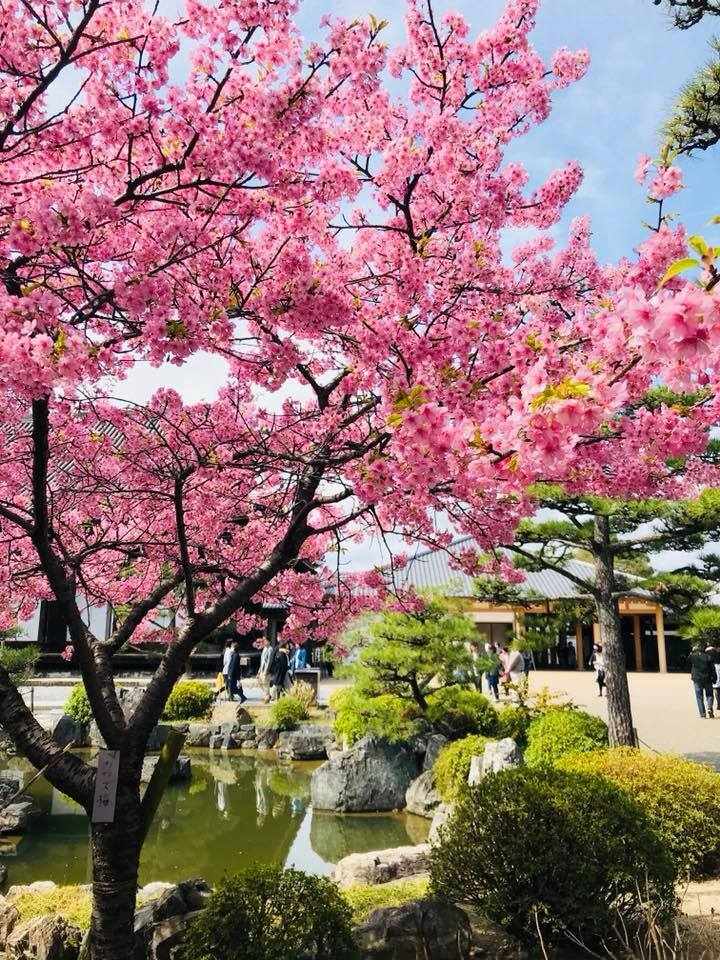 japan_kyoto_kirschbluete_melli.jpg